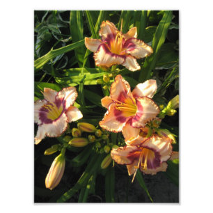 Peach Oriental Day Lilies Foto Afdruk