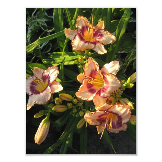 Peach Oriental Day Lilies Foto Afdruk (Voorkant)