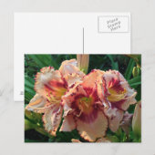Peach Oriental Lily Flowers Briefkaart (Voorkant / Achterkant)