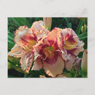 Peach Oriental Lily Flowers Briefkaart