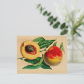 "Peach" Peche Abricotte  Schets Briefkaart (Staand voorkant)