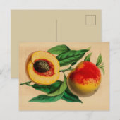 "Peach" Peche Abricotte  Schets Briefkaart (Voorkant / Achterkant)