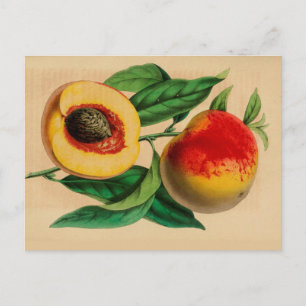 "Peach" Peche Abricotte  Schets Briefkaart