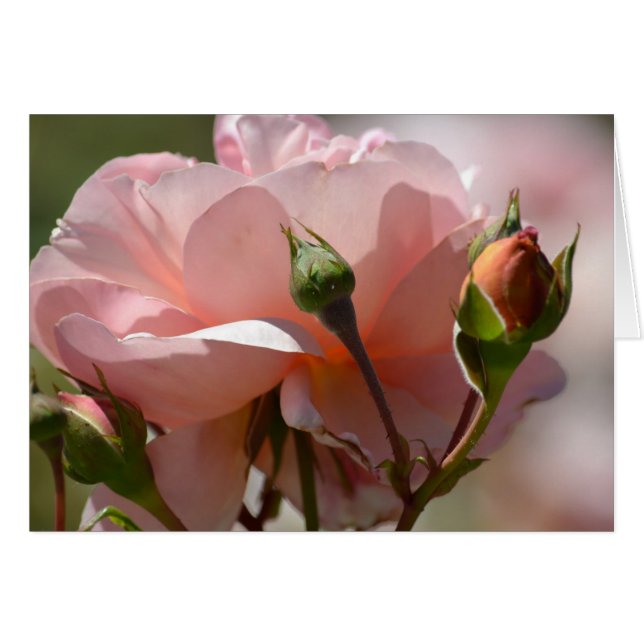 Peach Peony (Voorkant Horizontaal)