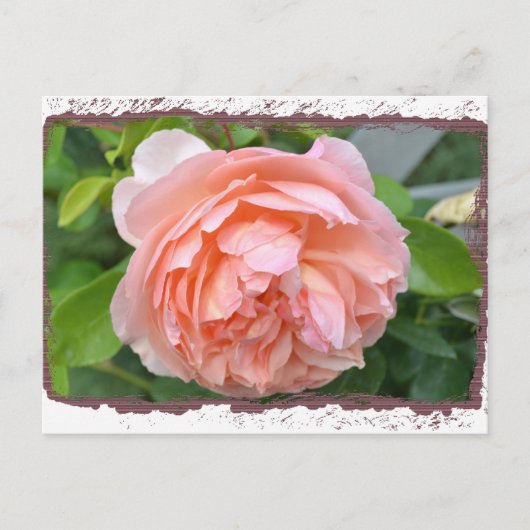 Peach Peony Briefkaart (Voorkant)