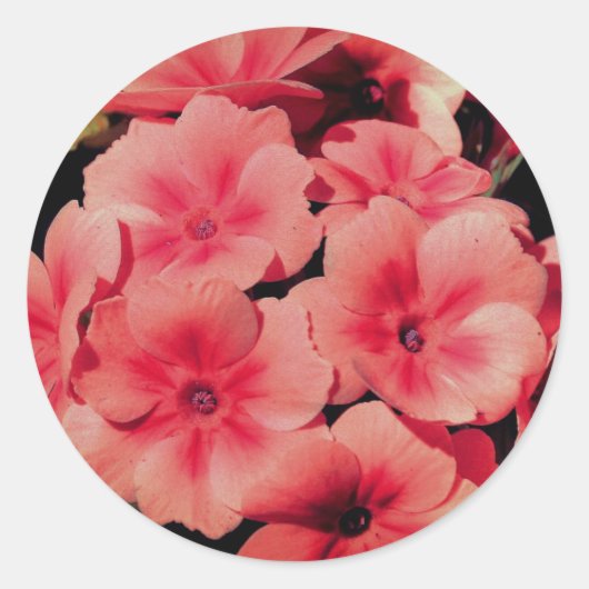 Peach primrose Abstract Ronde Sticker (Voorkant)