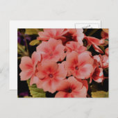 Peach Primrose Flowers Personalized Briefkaart (Voorkant / Achterkant)