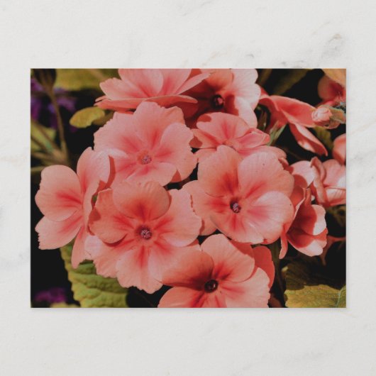 Peach Primrose Flowers Personalized Briefkaart (Voorkant)