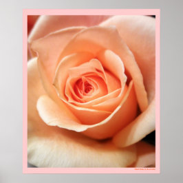Peach Roos Abriot Rozen Flowers Floral Foto Poster