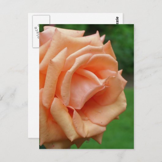 Peach Roos in bloembloem Briefkaart (Voorkant / Achterkant)