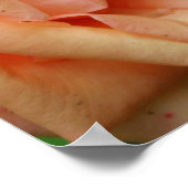 Peach Roos in Bloom Poster (Hoek)