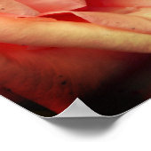 Peach Roos in Bloom Poster (Hoek)