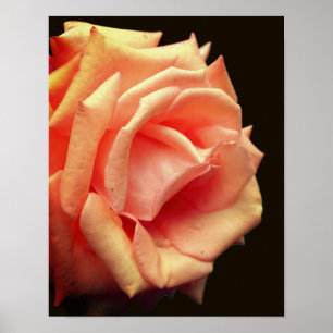 Peach Roos in Bloom Poster