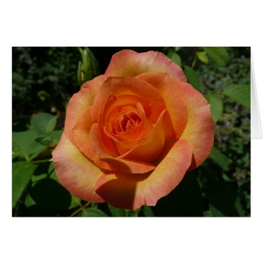 Peach Roos Oranje Floral fotografie (Voorkant Horizontaal)