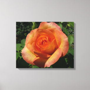 Peach Roos Oranje Floral fotografie Canvas Afdruk