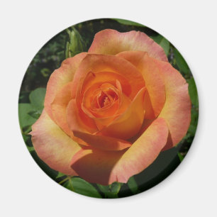 Peach Roos Oranje Floral fotografie Magneet