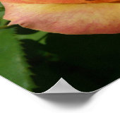 Peach Roos Oranje Floral fotografie Poster (Hoek)