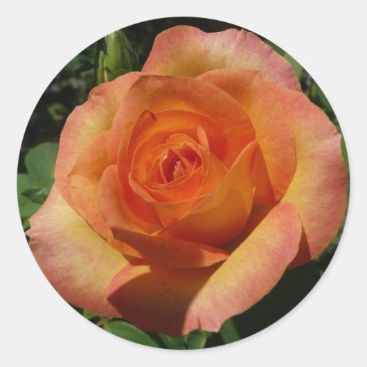 Peach Roos Oranje Floral fotografie Ronde Sticker (Voorkant)
