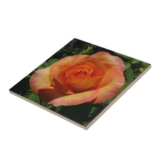 Peach Roos Oranje Floral fotografie Tegeltje (Zijkant)