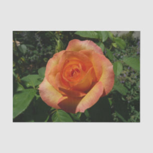 Peach Roos Oranje Floral fotografie Tissuepapier