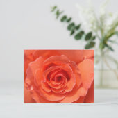 Peach Rose Postcard Briefkaart (Staand voorkant)