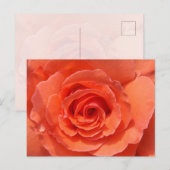Peach Rose Postcard Briefkaart (Voorkant / Achterkant)
