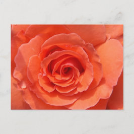 Peach Rose Postcard Briefkaart