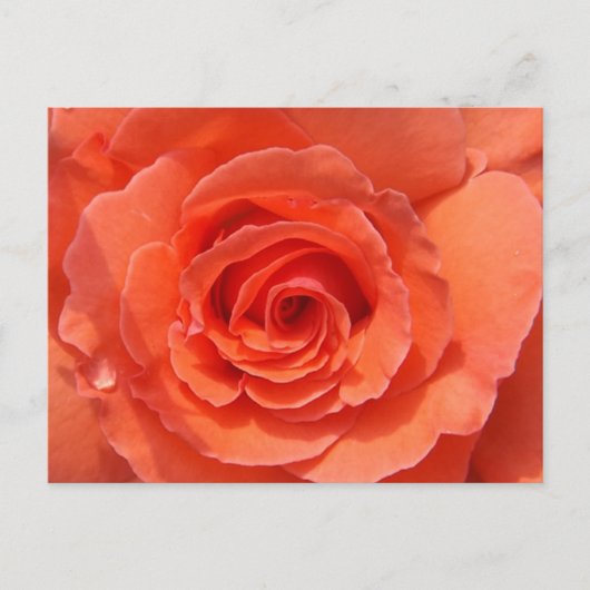 Peach Rose Postcard Briefkaart (Voorkant)
