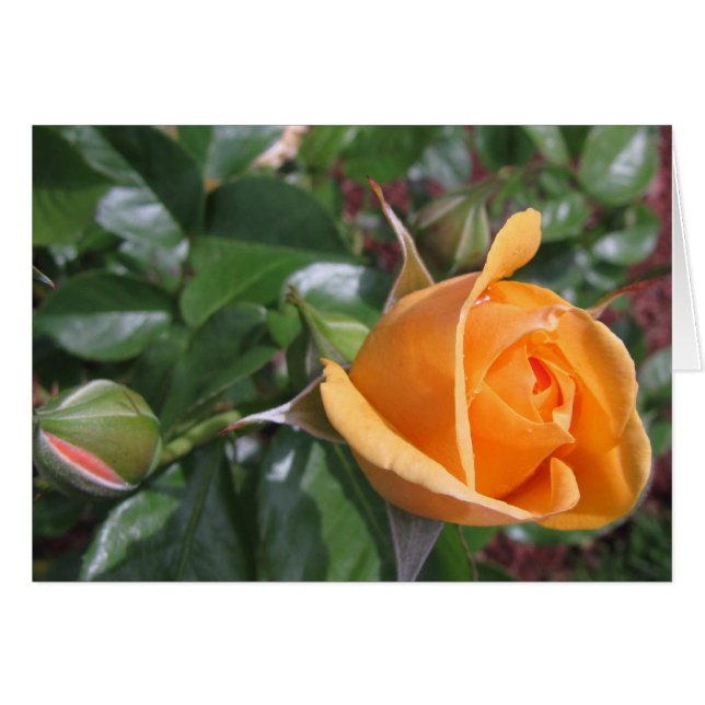 Peach Rosebud (Voorkant Horizontaal)