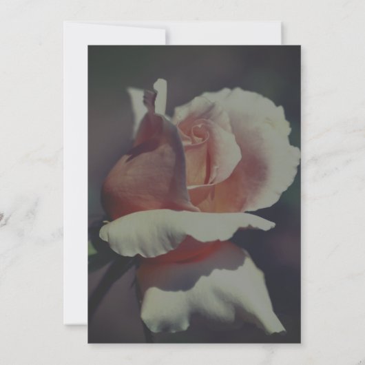 Peach Rosebud Floral Invitation Kaart (Achterkant)