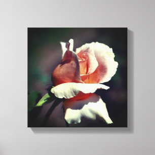 Peach rosebud Flower Close Canvas Afdruk