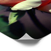 Peach rosebud Flower Close Poster (Hoek)