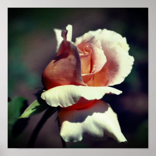 Peach rosebud Flower Close Poster