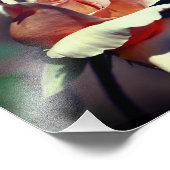 Peach Rosebud Flower Close Up 8x8 Foto Afdruk (Hoek)