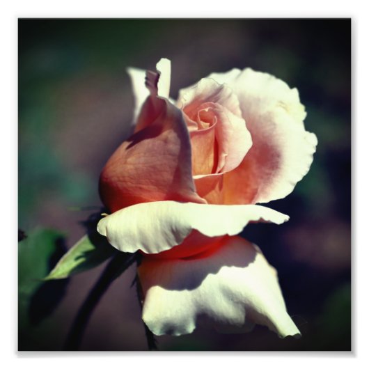 Peach Rosebud Flower Close Up 8x8 Foto Afdruk (Voorkant)