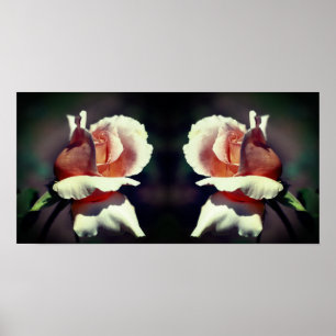 Peach Rosebud Flower Close-up Mirror Abstract Poster