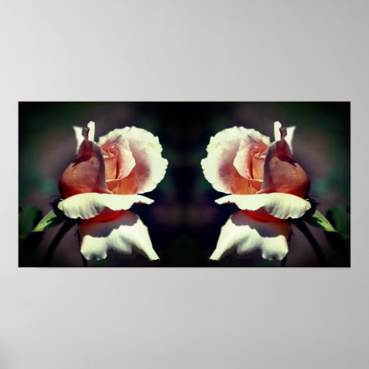 Peach Rosebud Flower Close-up Mirror Abstract Poster (Voorkant)