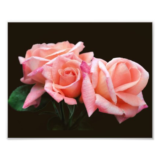 Peach Rosebud Trio 8x10 Foto Afdruk (Voorkant)