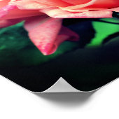 Peach Rosebud Trio Poster (Hoek)