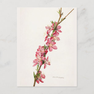 Peach roze Flowers Waterverf schilderen Briefkaart
