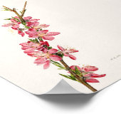 Peach roze Flowers Waterverf schilderen Poster (Hoek)
