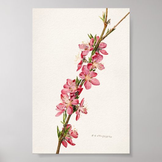 Peach roze Flowers Waterverf schilderen Poster (Voorkant)
