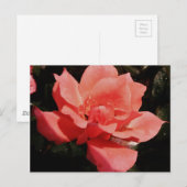  Peach Roze roze bloem Briefkaart (Voorkant / Achterkant)