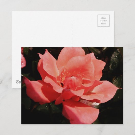  Peach Roze roze bloem Briefkaart (Voorkant / Achterkant)