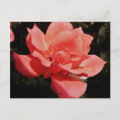  Peach Roze roze bloem Briefkaart (Voorkant)