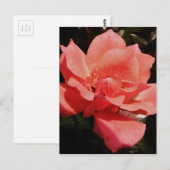  Peach Roze roze bloem Briefkaart (Voorkant / Achterkant)