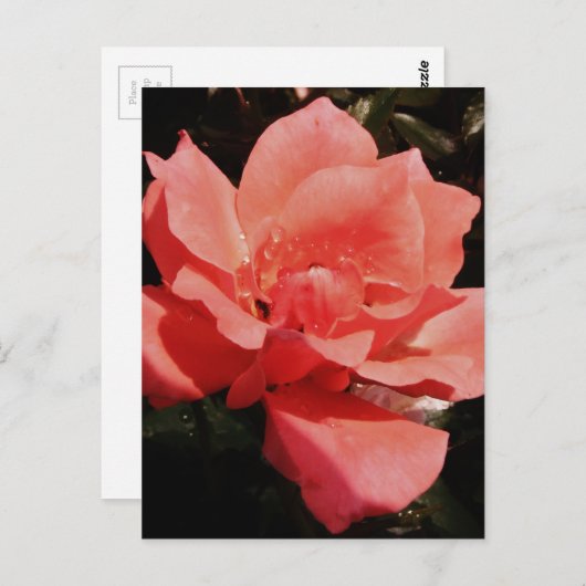 Peach Roze roze bloem Briefkaart (Voorkant / Achterkant)