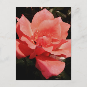 Peach Roze roze bloem Briefkaart