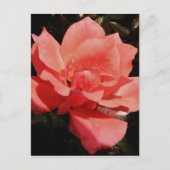  Peach Roze roze bloem Briefkaart (Voorkant)