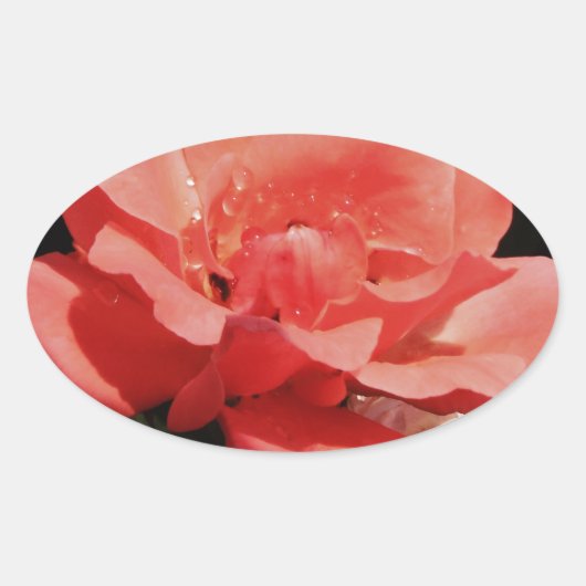  Peach Roze roze bloem Ovale Sticker (Voorkant)